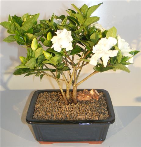 Flowering Gardenia Bonsai Tree - Multi Trunk Style   (gardenia jasminoides) - Culture Kraze Marketplace.com