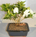 Flowering Gardenia Bonsai Tree - Multi Trunk Style   (gardenia jasminoides) - Culture Kraze Marketplace.com