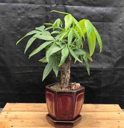 Money Bonsai Tree - Stump Style   (Pachira Aquatica) - Culture Kraze Marketplace.com