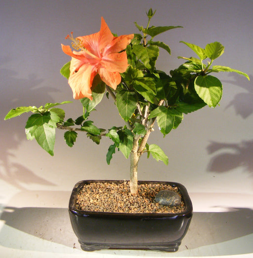 Flowering Peach Tropical Hibiscus Bonsai Tree   (rosa sinsensis) - Culture Kraze Marketplace.com