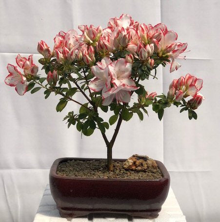 Flowering Azalea Bonsai Tree   (Azalea Japonica 'Sachsenstern') - Culture Kraze Marketplace.com