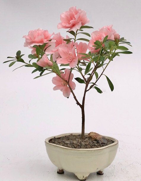 Flowering Pink Azalea Bonsai Tree (azalea 'Tiny Dancer') - Culture Kraze Marketplace.com