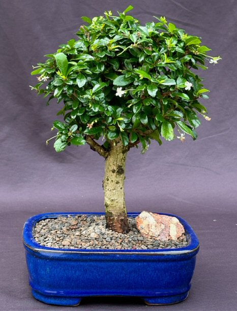Flowering Fukien Tea Bonsai Tree - Upright  Aged - Large   (ehretia microphylla) - Culture Kraze Marketplace.com