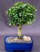 Flowering Fukien Tea Bonsai Tree - Upright  Aged - Large   (ehretia microphylla) - Culture Kraze Marketplace.com