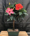 Flowering Red & Pink Tropical Hibiscus Braided Trunk  (rosa sinsensis) - Culture Kraze Marketplace.com