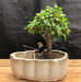Baby Jade Bonsai Tree Land/Water Pot With Scalloped Edges (Portulacaria Afra) - Culture Kraze Marketplace.com