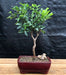 Flowering Jaboticaba Bonsai Tree - Small   (eugenia cauliflora) - Culture Kraze Marketplace.com