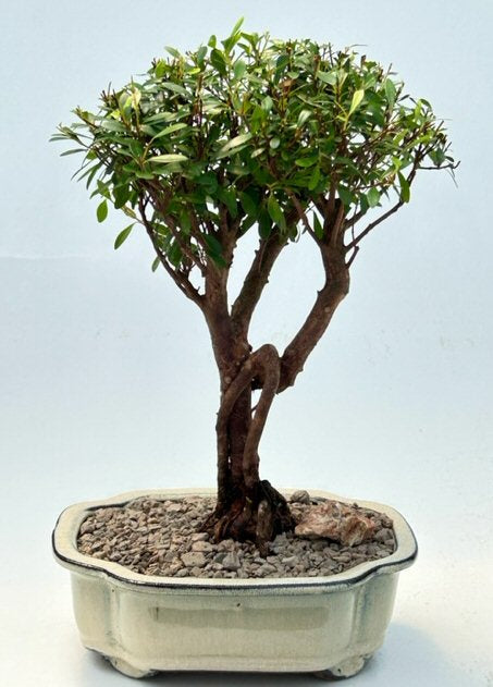 Flowering Chinese Myrtle Bonsai Tree  (myrtus communis 'compacta') - Culture Kraze Marketplace.com