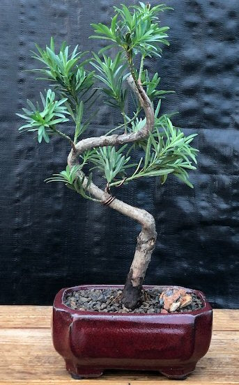 Flowering Podocarpus Bonsai Tree "curved" - Small  (podocarpus macrophyllus) - Culture Kraze Marketplace.com