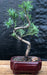 Flowering Podocarpus Bonsai Tree "curved" - Small  (podocarpus macrophyllus) - Culture Kraze Marketplace.com