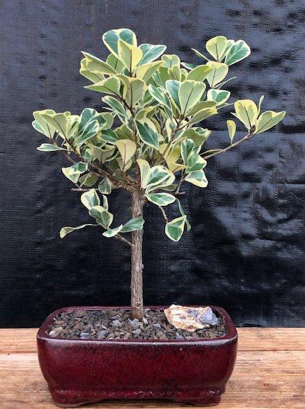 Variegated Ficus Triangularis Bonsai Tree  (Ficus Triangularis 'Variegata') - Culture Kraze Marketplace.com