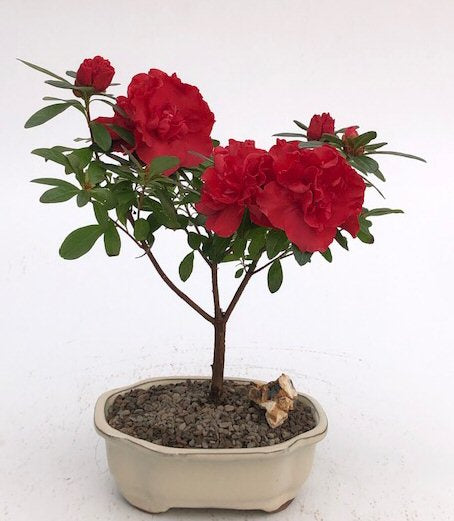 Flowering Red Azalea Bonsai Tree (azalea 'Tiny Dancer') - Culture Kraze Marketplace.com