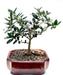 Flowering & Fruiting European Olive Bonsai Tree (olea europaea "little ollie") - Culture Kraze Marketplace.com