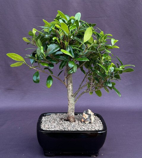 Ficus Kaneshiro Bonsai Tree  (ficus microcarpa 'kaneshiro') - Culture Kraze Marketplace.com