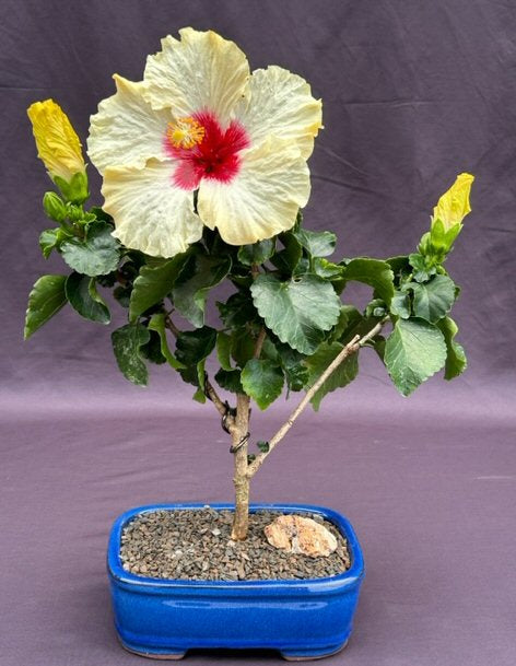 Flowering Yellow Tropical Hibiscus Bonsai Tree   (rosa sinsensis) - Culture Kraze Marketplace.com