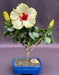 Flowering Yellow Tropical Hibiscus Bonsai Tree   (rosa sinsensis) - Culture Kraze Marketplace.com