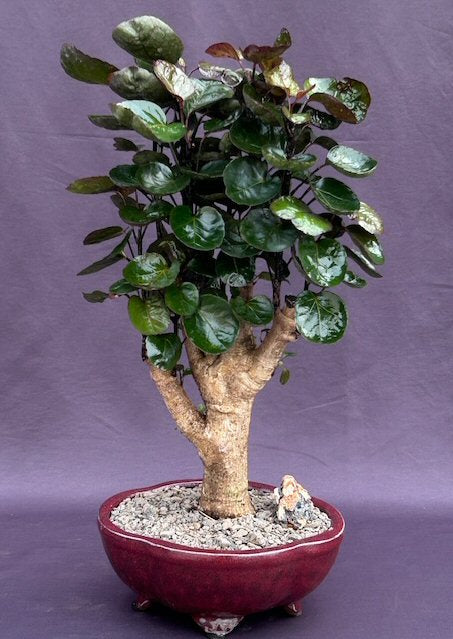 Fabian Aralia Bonsai Tree (Polyscias scutellaria 'Fabian) - Culture Kraze Marketplace.com