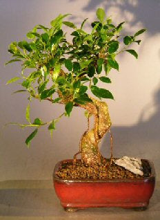 Ficus Retusa Bonsai Tree - Medium  Curved Trunk Style - Culture Kraze Marketplace.com