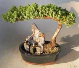 Juniper Bonsai Tree - Large Stone Landscape Scene  (juniper procumbens "nana") - Culture Kraze Marketplace.com