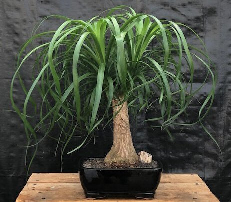 Ponytail Palm - Large   (Beaucamea Recurvata) - Culture Kraze Marketplace.com