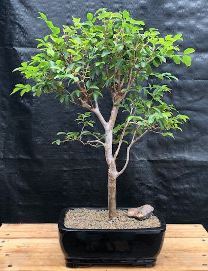 Flowering Jaboticaba Bonsai Tree - Large   (eugenia cauliflora) - Culture Kraze Marketplace.com
