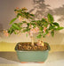 Flowering Dwarf Weeping Barbados Cherry Bonsai Tree - Medium  (Malpighia Pendiculata) - Culture Kraze Marketplace.com