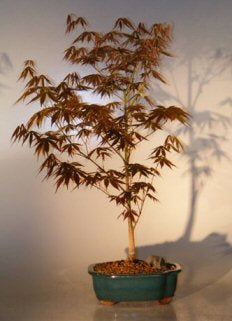 Japanese Red Maple Bonsai Tree - Large  (acer palmatum "atropurpureum") - Culture Kraze Marketplace.com