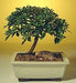 Flowering Brush Cherry Bonsai Tree -  Small   (eugenia myrtifolia) - Culture Kraze Marketplace.com
