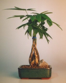 Braided Money Bonsai Tree - 'Good Luck Tree' Medium  (pachira aquatica) - Culture Kraze Marketplace.com