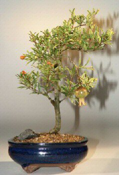Flowering & Fruiting Dwarf Pomegranate Bonsai Tree  - Medium  (Punica Granatum) - Culture Kraze Marketplace.com