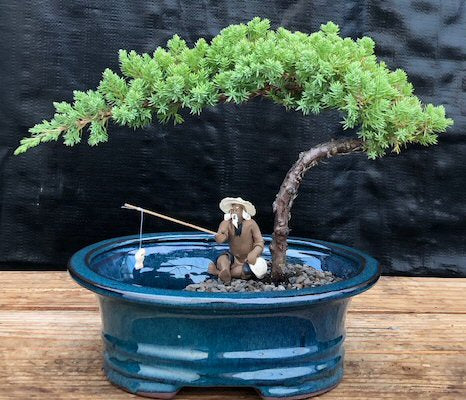 Juniper Bonsai Tree Land/Water Pot - Small   (Juniper Procumbens "nana") - Culture Kraze Marketplace.com
