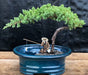 Juniper Bonsai Tree Land/Water Pot - Small   (Juniper Procumbens "nana") - Culture Kraze Marketplace.com