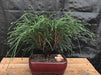 Western Red Cedar Bonsai Tree   (Thuja plicata 'Whipcord') - Culture Kraze Marketplace.com