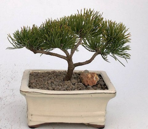 Mugo Pine Bonsai Tree - Small   (pinus mugo 'valley cushion') - Culture Kraze Marketplace.com