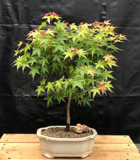 Dwarf Japanese Green Maple Bonsai Tree  (acer palmatum dwarf) - Culture Kraze Marketplace.com