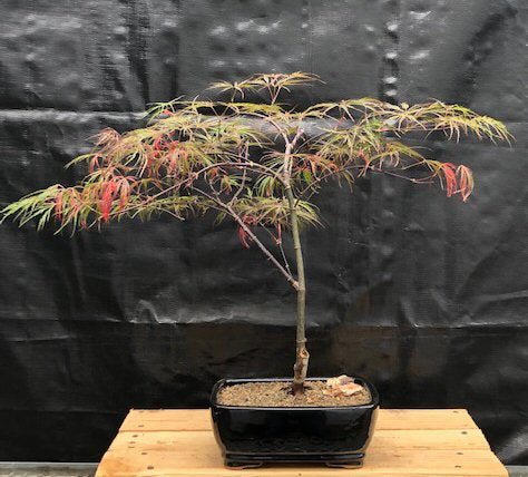 Crimson Queen Japanese Maple Bonsai Tree  (Acer palmatum var. dissectum 'Crimson Queen') - Culture Kraze Marketplace.com