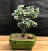 Boyd’s Willow Bonsai Tree ( Salix boydii) - Culture Kraze Marketplace.com