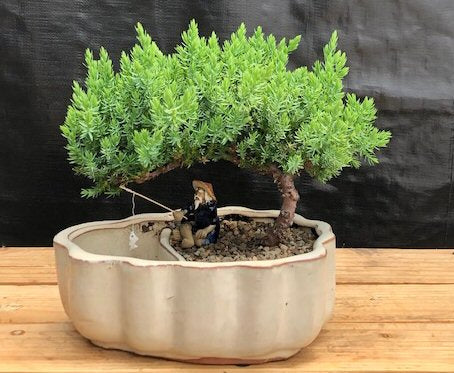Juniper Bonsai Tree Land/Water Pot with Scalloped Edges - Medium (Juniper Procumbens "nana") - Culture Kraze Marketplace.com