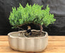 Juniper Bonsai Tree Land/Water Pot with Scalloped Edges - Medium (Juniper Procumbens "nana") - Culture Kraze Marketplace.com