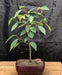 Flowering Cherry Bonsai Tree (Prunus 'Dream Catcher') - Culture Kraze Marketplace.com