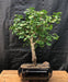 Ginkgo Bonsai Tree  (Ginkgo biloba ‘Mariken’) - Culture Kraze Marketplace.com