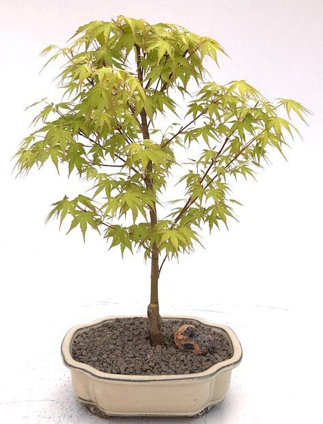 Katsura Japanese Maple Bonsai Tree (Acer palmatum ‘Katsura') - Culture Kraze Marketplace.com