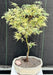 Variegated Butterfly Japanese Maple Bonsai Tree  (Acer palmatum ‘Butterfly’) - Culture Kraze Marketplace.com