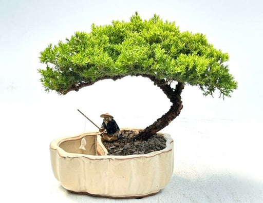 Juniper Bonsai Tree Land/Water Pot with Scalloped Edges - Large (Juniper Procumbens "nana") - Culture Kraze Marketplace.com