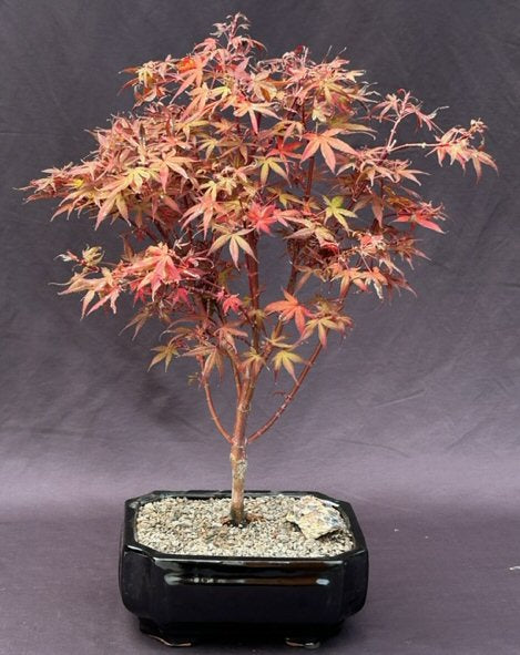 Dwarf Japanese Red Maple Bonsai Tree  (Acer palmatum 'Hime shojo') - Culture Kraze Marketplace.com