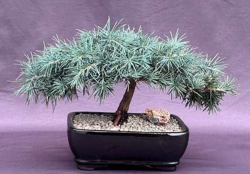 Prostrate Beauty Deodar Cedar Bonsai Tree  (cedrus deodara 'prostrate beauty') - Culture Kraze Marketplace.com