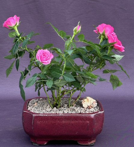 Flowering Pink Mini Rose Tiny Pink - Culture Kraze Marketplace.com