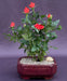 Flowering Orange Mini Rose Tiny Orange - Culture Kraze Marketplace.com