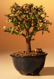 Baby Jade Bonsai Tree - Small   (Portulacaria Afra) - Culture Kraze Marketplace.com