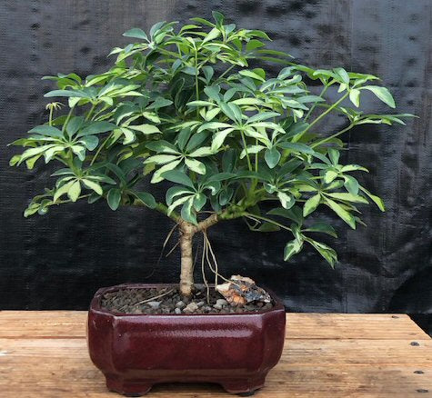 Golden Hawaiian Umbrella Bonsai Tree - Medium  (arboricola schefflera) - Culture Kraze Marketplace.com